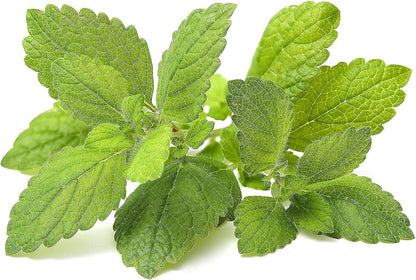 Lemon Balm (Melissa officinalis) Seeds for Planting – Aromatic Herbal Garden Seeds