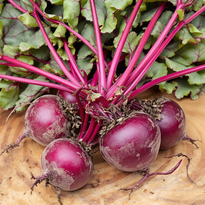 Beet Ruby Queen – Garden Vegetable Seeds