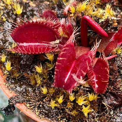 Venus Flytrap ‘Royal Red’ Seeds – Heirloom, Non-GMO, Carnivorous Plant Variety