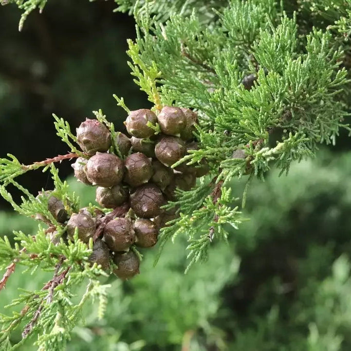 Monterey Cypress Cupressus – Garden Flower Seeds
