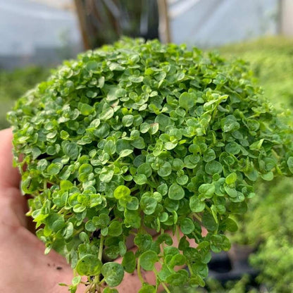 Mentha Requienii Seeds – Corsican Mint Creeping Herb for Groundcover