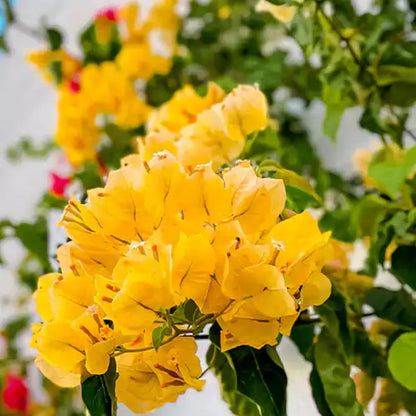 Yellow Bougainvillea Seeds - Bright Tropical Flowering Vine  Drought-Tolerant Ornamental Climber