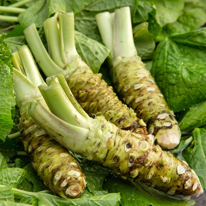 Wasabi Vegetable Seeds Wasabia Japonica - Authentic Japanese Horseradish Rare Spicy Green