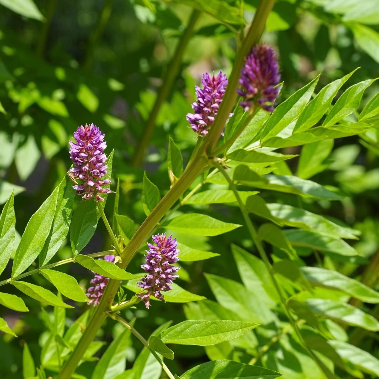 Licorice Glycyrrhiza Glabra – Perennial Herb Flower Seeds