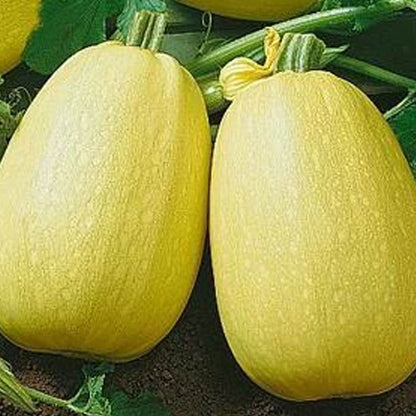 Spaghetti Squash – Summer Vegetable Seeds