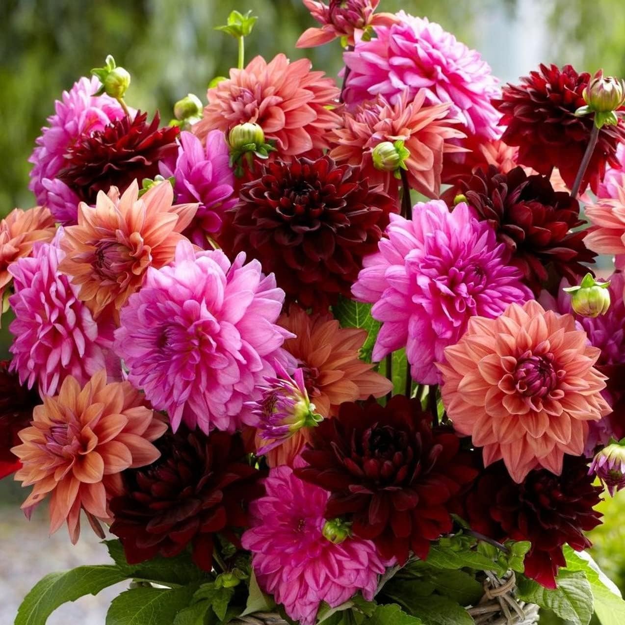 Mixed Colors Dinnerplate – Colorful, Mixed, Perennial Flower Seeds