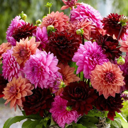 Mixed Colors Dinnerplate – Colorful, Mixed, Perennial Flower Seeds