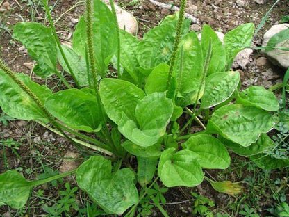 Greater Broadleaf Plantain Plantago Major – Perennial Herb Seeds