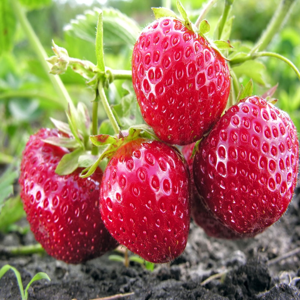 Albion Strawberry Seeds – Heirloom, Non-GMO, Ever-Bearing Variety for Planting