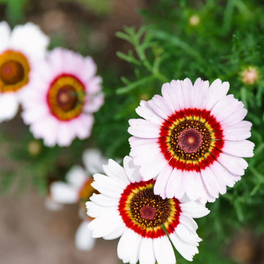 Painted Daisy – Colorful Perennial Flower Garden Seeds