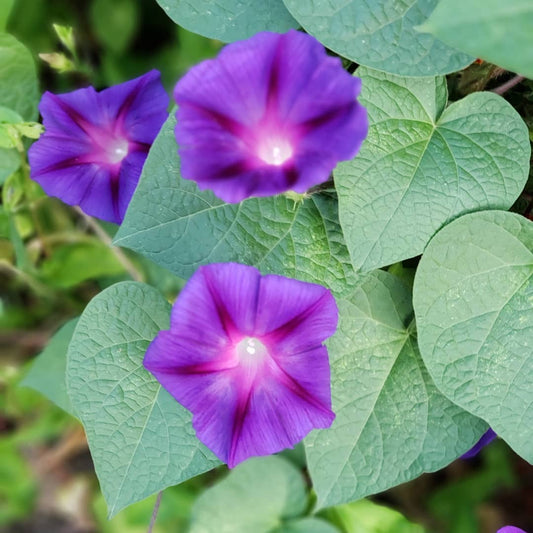 Indigo Feathers Ipomoea – Garden Flower Seeds