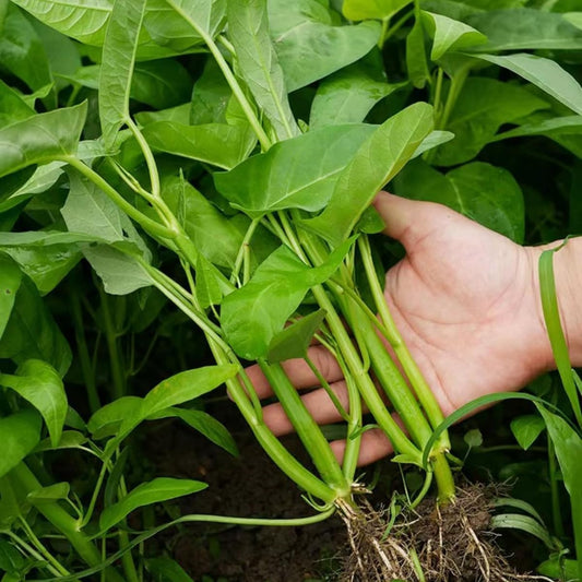 Water Spinach Ipomoea Aquatica – Vegetable Garden Seeds
