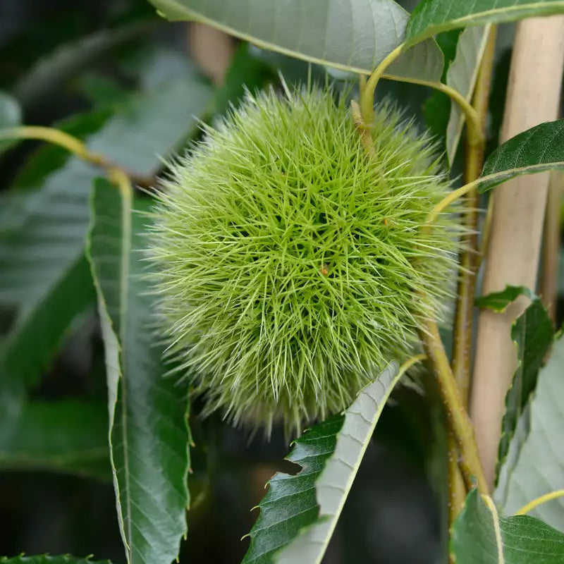 Chestnut Tree (Castanea spp.) Seeds for Planting – Heirloom, Non-GMO, Fast-Growing, Edible Nut Variety