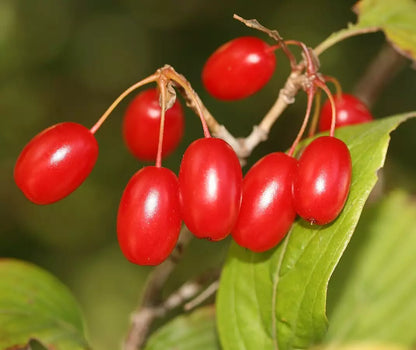 Cornus Officinalis – Dogwood Cornelian Cherry Tree Seeds