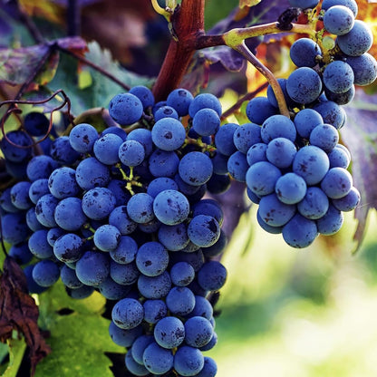 Concord Grape (Vitis labrusca) Seeds – Heirloom, Non-GMO, Sweet Purple Variety, Easy to Grow