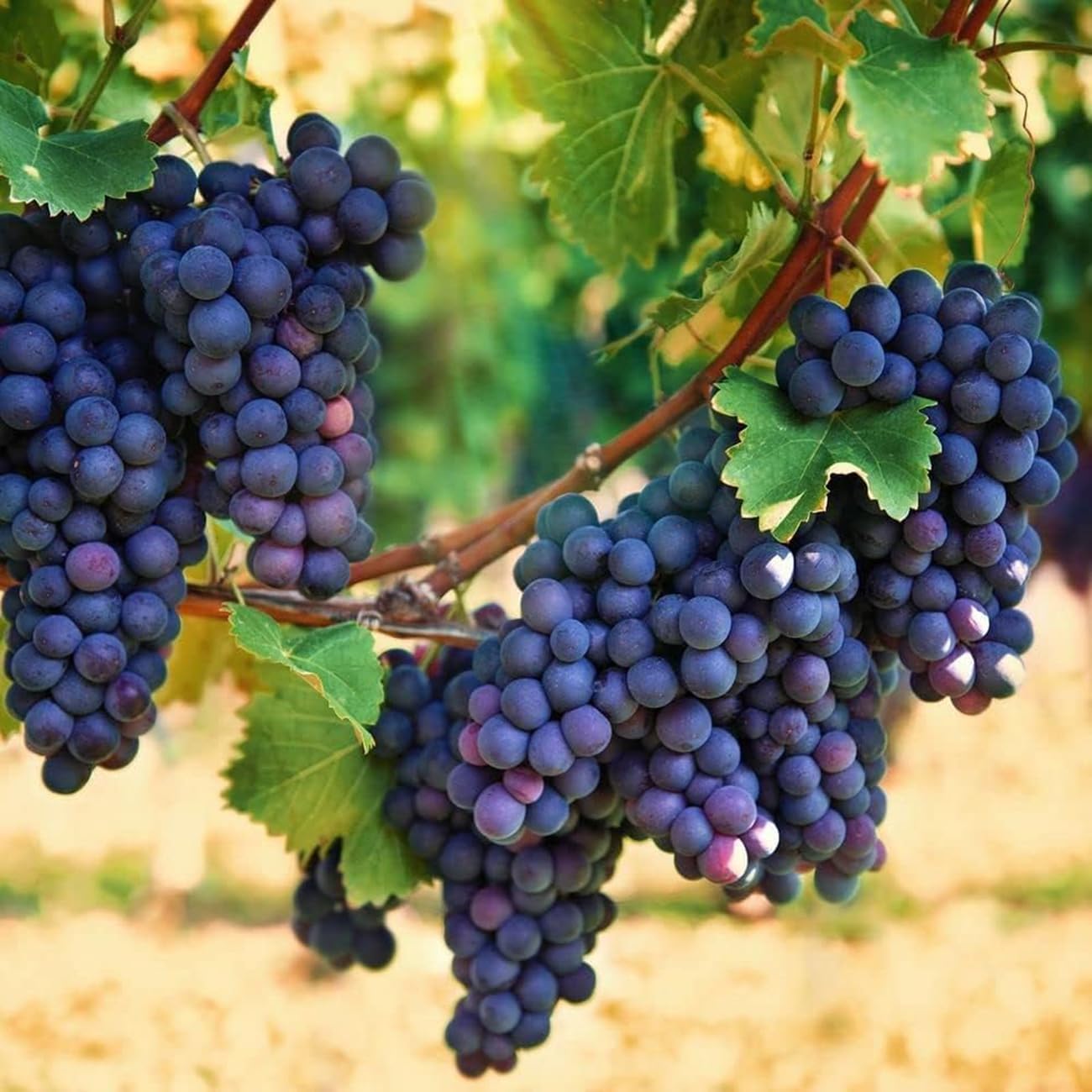 Concord Grape (Vitis labrusca) Seeds – Heirloom, Non-GMO, Sweet Purple Variety, Easy to Grow