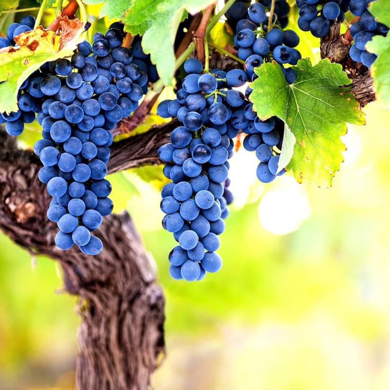 Concord Grape (Vitis labrusca) Seeds – Heirloom, Non-GMO, Sweet Purple Variety, Easy to Grow