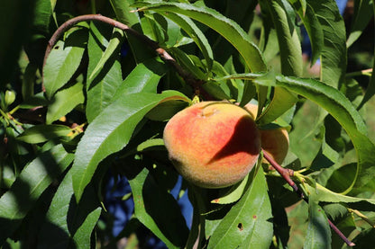 Peachzilla Japanese Morning – Garden Fruit Seeds