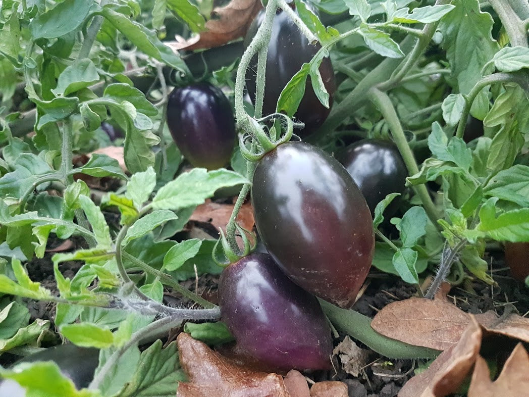Black Blue Midnight – Garden Fruit Seeds