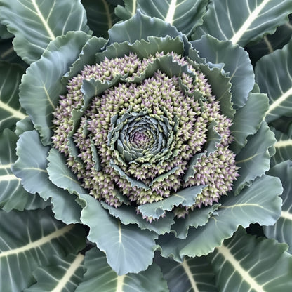 Purple Sprouting Broccoli – Garden Vegetable Seeds