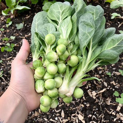 Brussels Sprouts Long – Garden Vegetable Seeds