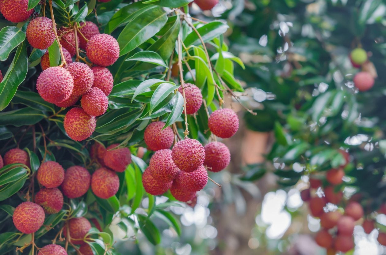 Lychee Fruit Seed Litchi Chinensis – Easy Grow Fruit Tree Seeds