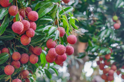 Lychee Fruit Seed Litchi Chinensis – Easy Grow Fruit Tree Seeds