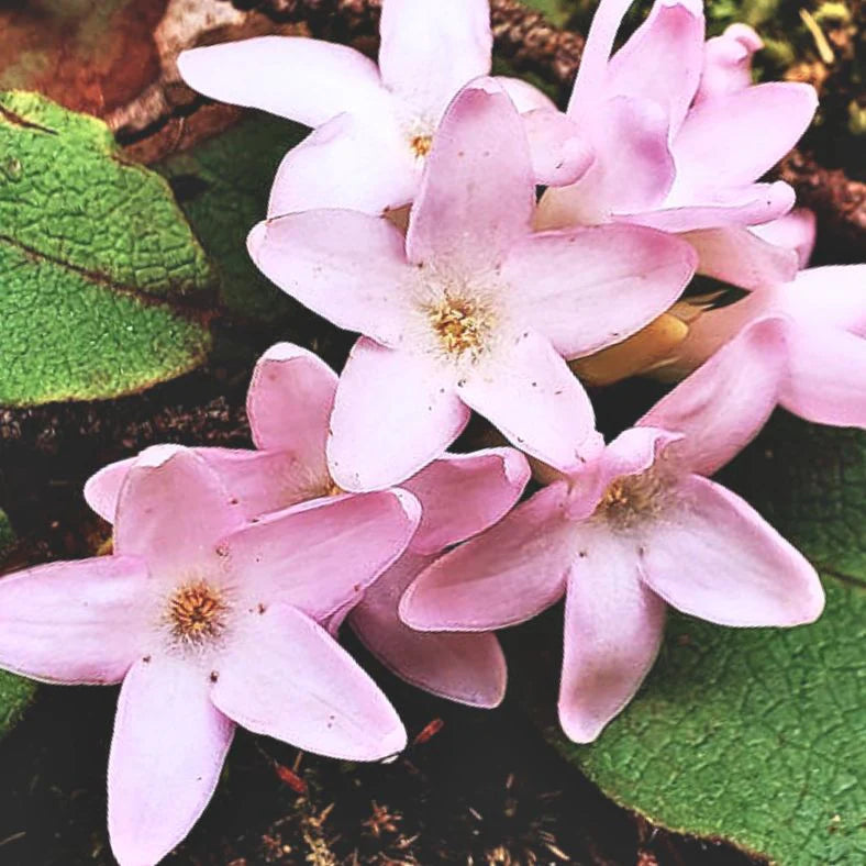 Arbutus Pink Bloom Seeds – Heirloom, Non-GMO, Ornamental Evergreen Shrub Seeds