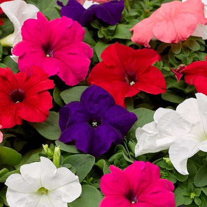 Petunia Multiflora Veined – Mixed, Annual Flower Seeds
