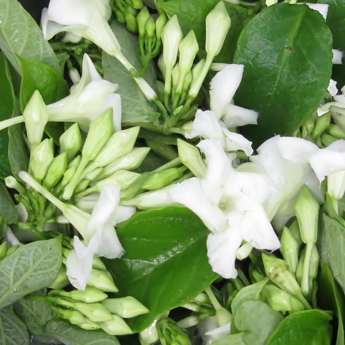 Loroco (Fernaldia pandurata) Seeds for Planting – Heirloom, Non-GMO, Edible Flower, Easy to Grow, Perennial