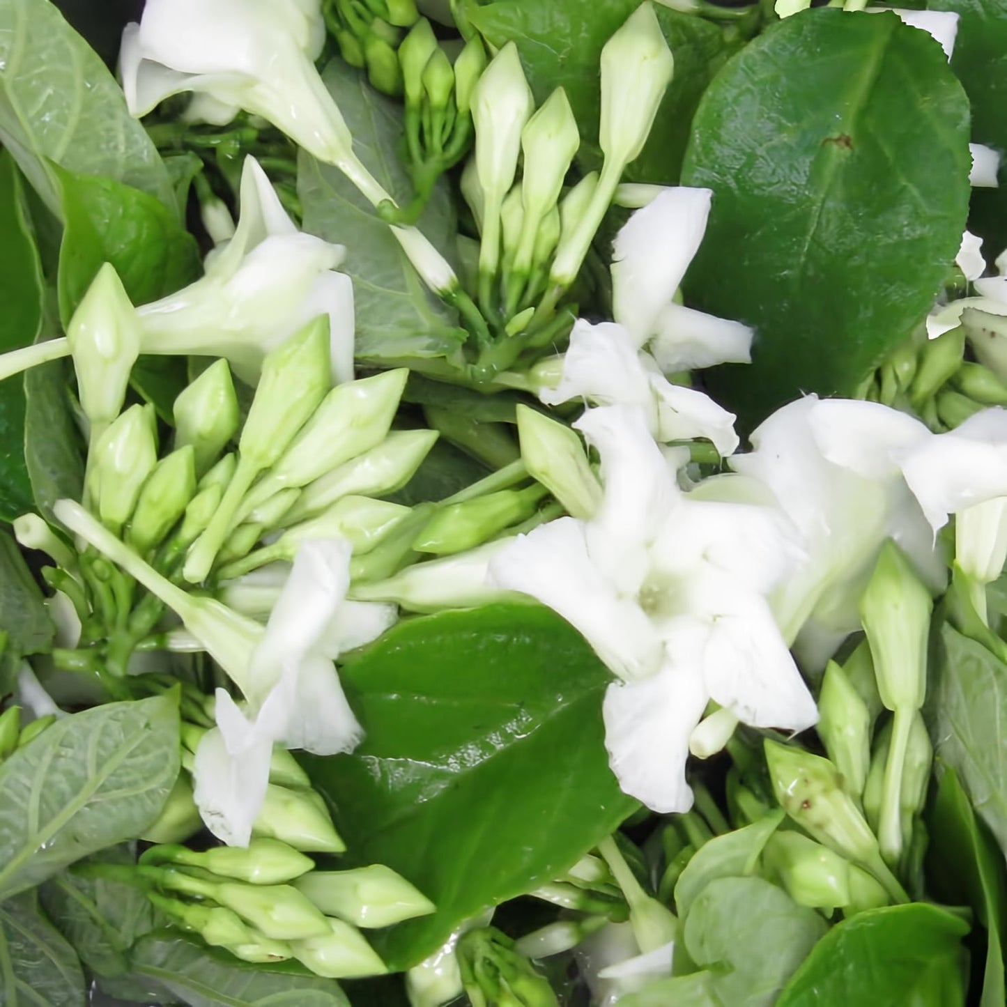 Loroco Flower Seeds Fernaldia Pandurata - Edible Tropical Vine Fragrant Culinary Blossom