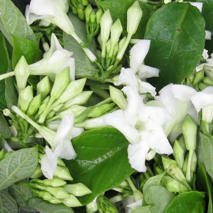 Loroco Flower Seeds Fernaldia Pandurata - Edible Tropical Vine Fragrant Culinary Blossom