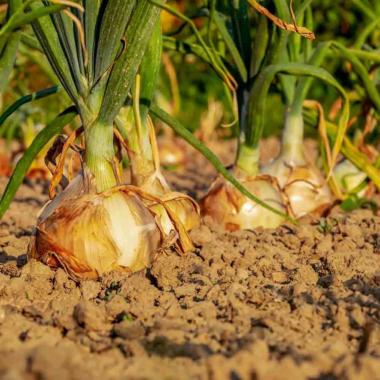 Onion Sweet Spanish Yellow Allium Cepa – Vegetable Garden Seeds