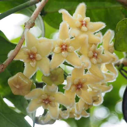 Hoya Mixed Flower Seeds for Planting – Heirloom, Non-GMO, Multi-Color Variety, Easy to Grow, Perennial