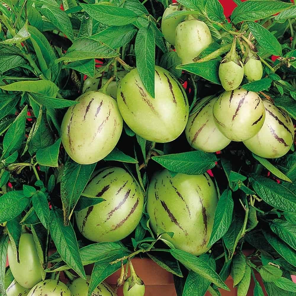 Pepino Melon Seeds Solanum Muricatum Sweet Exotic Fruit