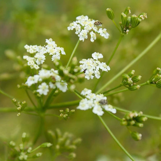 Caraway Herb Heirloom – Garden Herb Seeds