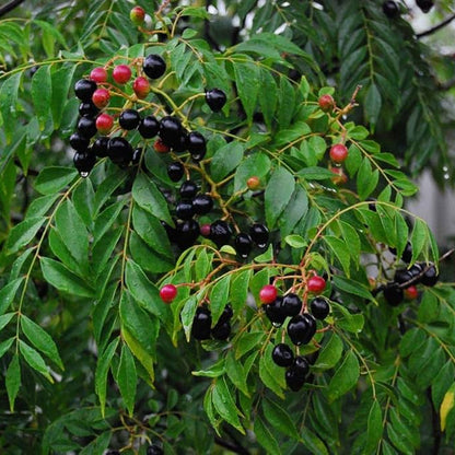 Murraya Koenigii Seeds Curry Leaf Plant Fragrant & Flavorful Herb for Home Garden