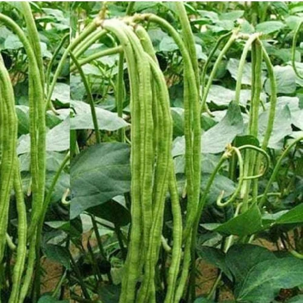 Yard Long Bean – Dark Green Vegetable Seeds