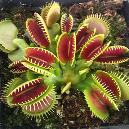 Venus Flytrap Dionaea Muscipula Carnivorous Plant Seeds
