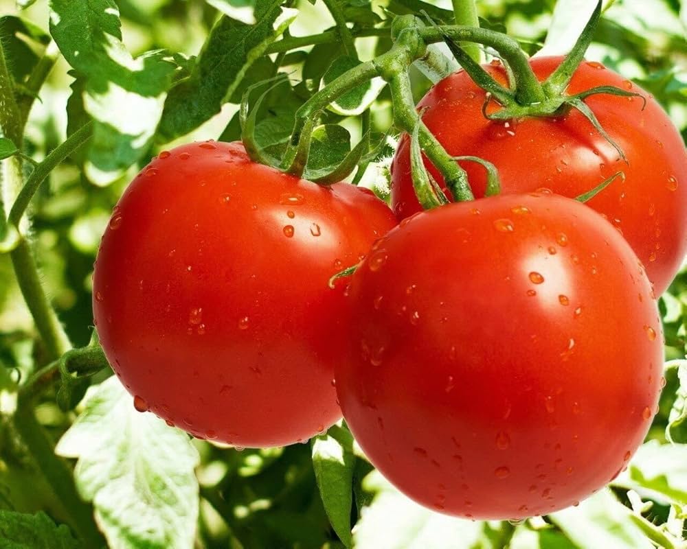 Skorpion Tomato – Heirloom Vegetable Garden Seeds