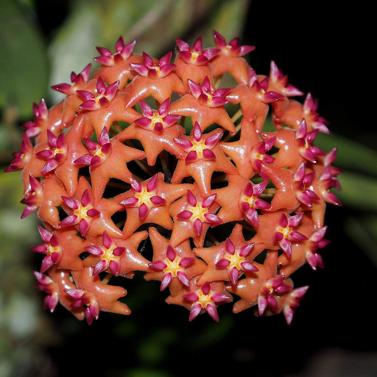 Mixed Hoya (Hoya spp.) Bloom Seeds for Planting – Heirloom, Non-GMO, Tropical Climbing Variety, Easy to Grow