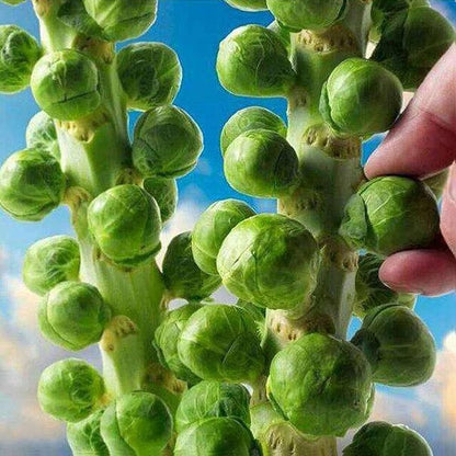 Brussels Sprouts – Hardy Vegetable Seeds
