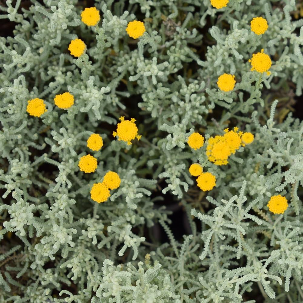 Fragrant Santolina Cottton – Fragrant, Perennial Herb Seeds