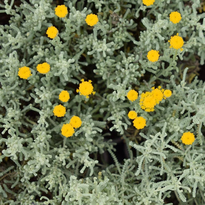 Fragrant Santolina Cottton – Fragrant, Perennial Herb Seeds
