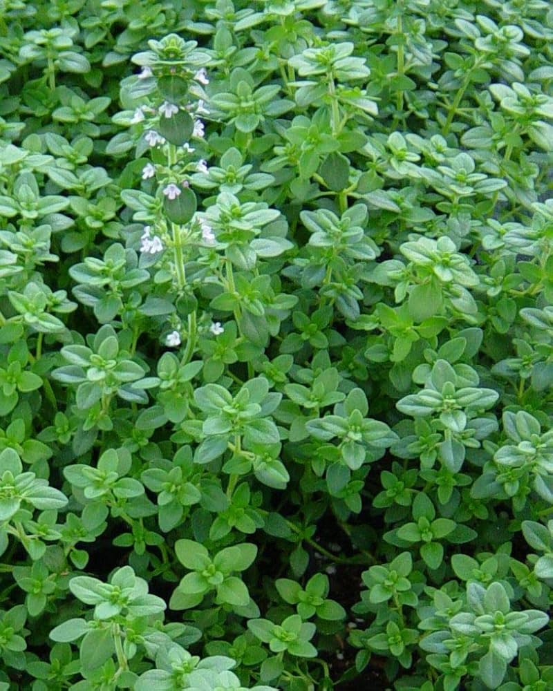 Thyme Thymus Vulgaris – Herb Vegetable Seeds
