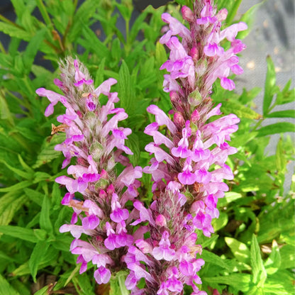 Catmint Pink Cat Nepeta Nervosa – Fragrant Garden Flower Seeds