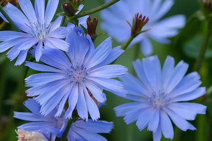 Chicory Cichorium Intybus – Garden Herb and Flower Seeds