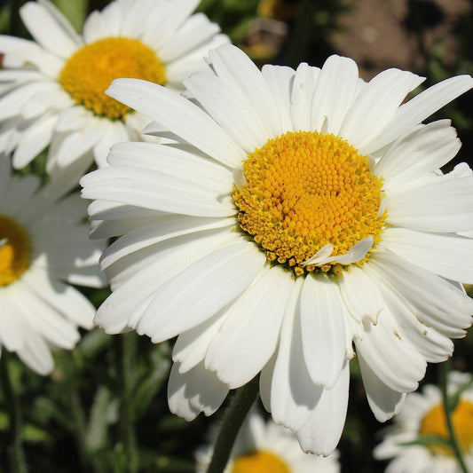 Alaska Shasta Daisy Leucanthemum – Perennial Garden Flower Seeds