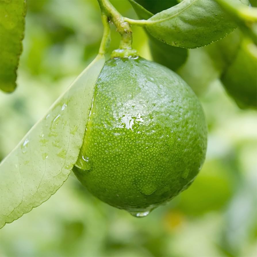 Lime (Citrus aurantiifolia) Seeds for Planting – Heirloom, Non-GMO, Outdoor and Container-Friendly, Fruiting Variety