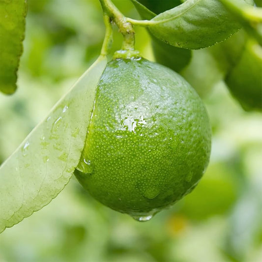 Lime (Citrus aurantiifolia) Seeds for Planting – Heirloom, Non-GMO, Outdoor and Container-Friendly, Fruiting Variety